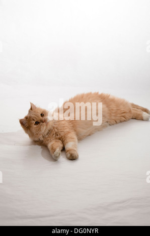 Braune Katze. Stockfoto