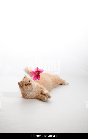 Braune Katze. Stockfoto