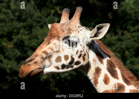 Nahaufnahme des Kopfes ein Rothschild Giraffe aka Baringo oder ugandischen Giraffe (Giraffa Plancius) auf der Savanne des Zoos Stockfoto