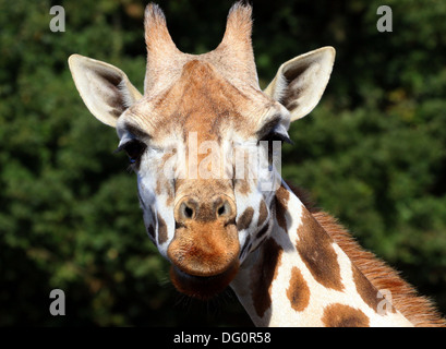 Nahaufnahme des Kopfes ein Rothschild Giraffe aka Baringo oder ugandischen Giraffe (Giraffa Plancius) auf der Savanne des Zoos Stockfoto