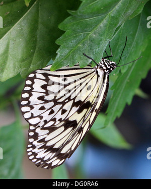 Papier-Drachen oder Waldnymphe Schmetterling (Idee Leuconoe) aufgenommen im Zoo Emmen Schmetterling Stockfoto