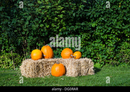 Kürbisse auf einem Strohballen vor grünem Hintergrund. Stockfoto