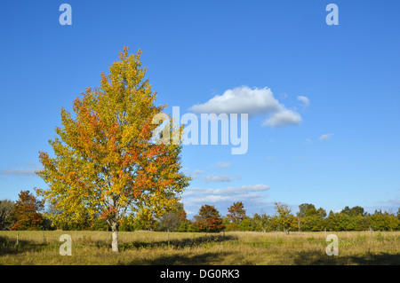 Colorful aspen at autumn in a rural swedish landscape. Stockfoto