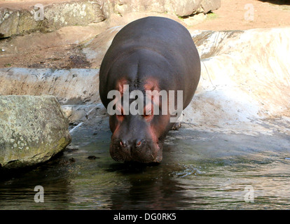 Flusspferd (Hippopotamus Amphibius) close-up, geht ins Wasser Stockfoto