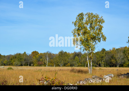 Einsame Birke auf einer Wiese mit Herbstfarben in Schweden. Stockfoto