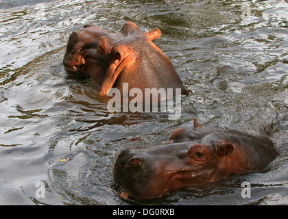 Zwei Nilpferde (Hippopotamus Amphibius) auftauchen beim Schwimmen Stockfoto