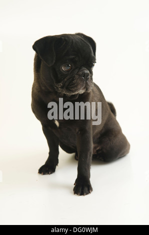 Süße weibliche Mops Hund Haustier, isoliert auf einem weißen Hintergrund Studio gedreht. Stockfoto