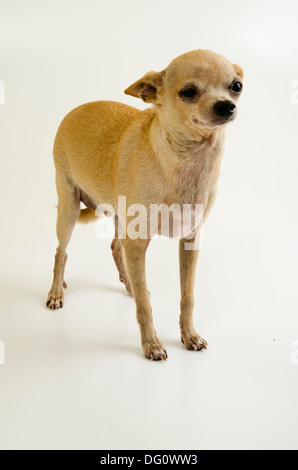 Chihuahua Rüde, stehend posiert in einem Whit Hintergrund Studio isoliert. Stockfoto