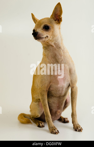 Chihuahua Rüde, stehend posiert in einem Whit Hintergrund Studio isoliert. Stockfoto