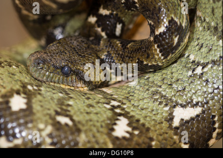 Madagascar Tree Boa, Sanzinia Madagascariensis, Peyrieras Natur Bauernhof, Madagaskar Stockfoto