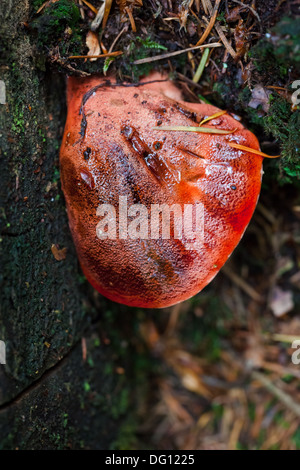 Young-Beefsteak Pilz (Fistulina Hepatica) wächst auf einer Eiche Stockfoto