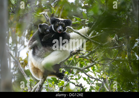 Indri (Indri Indri) mit jungen, Spezialreservat Analamazaotra, Andasibe-Mantadia Nationalpark, Madagaskar Stockfoto