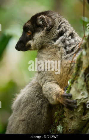 Brauner Lemur Eulemur Fulvus, Spezialreservat Analamazaotra, Andasibe-Mantadia Nationalpark, Madagaskar Stockfoto