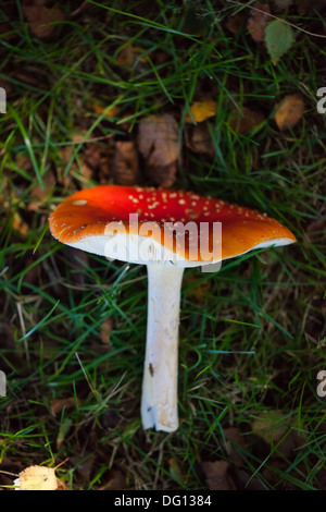Gebrochene Fliegenpilz Fliegenpilz (Amanita Muscaria) auf dem Boden liegend Stockfoto