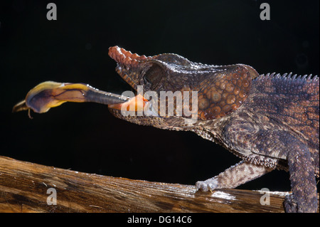 Kurz-gehörnte Chamäleon Fang ein Insekt, Calumma Brevicornis, Spezialreservat Analamazaotra, Andasibe-Mantadia Nationalpark, Madagaskar Stockfoto