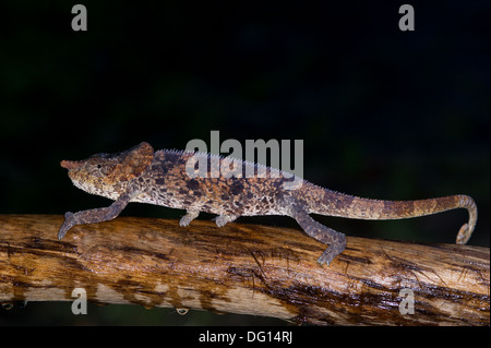 Kurz-gehörnte Chamäleon Calumma Brevicornis, Analamazaotra Special Reserve, Andasibe-Mantadia Nationalpark, Madagaskar Stockfoto