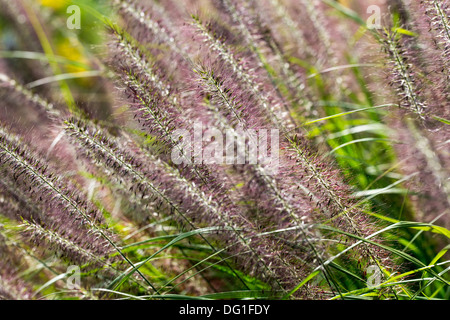 Lampenputzergras Alopecuroides Rothaarige Stockfoto