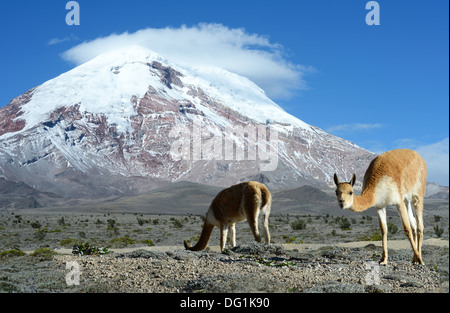 Vikunjas Vulkans Chimborazo, Anden. Stockfoto