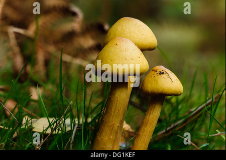Hypholoma fasciculare, allgemein bekannt als der Schwefel Büschel, Schwefel Büschel oder Cluster woodlover, ist ein gemeinsames woodland Pilz, Stockfoto