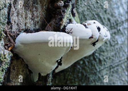 Halter (Inonotus dryadeus Eiche), wächst auf einer alten Eiche im New Forest Hampshire Vereinigtes Königreich. Stockfoto