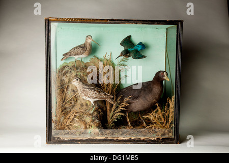 Viktorianische ausgestopfte Vögel in Glas Vitrine. Stockfoto