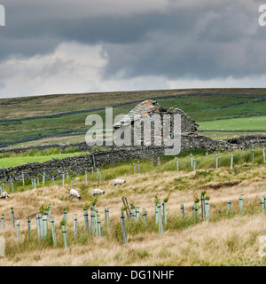 Verlassene Trockenmauern Hütte am Hang von Northumbria, mit grauen Wolken und Schafe und neu gepflanzten Hecke im Vordergrund. Stockfoto