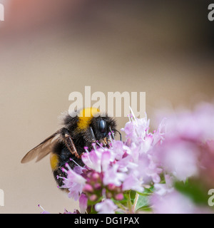 Hummel auf Majoran Blume mit unscharfen Hintergrund (Quadrat). Stockfoto