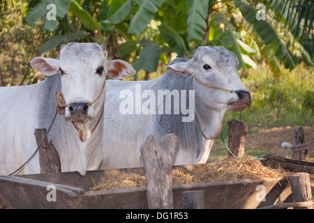 Zwei Ochsen neben Essen Trog, Yay Kyi Dorf, Mandalay, Myanmar (Burma) Stockfoto