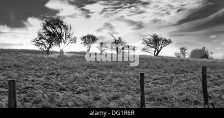 Eine kontrastreiche schwarz-weiß-Bild blattlosen Bäume Silhouette gegen eine Wolke gefüllt Horizont im Peak District Winter. Stockfoto