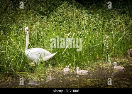 Mute swan with three young cygnets Stockfoto