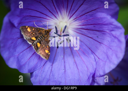 Minze-Motte ruht auf einer Geranium Rozanne Blume Stockfoto