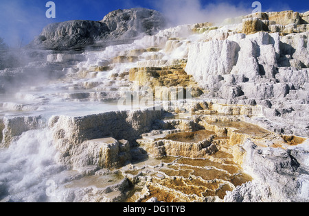 Elk265-1802 Wyoming, Yellowstone-Nationalpark, Mammoth Hot Springs, Minerva Terrasse Stockfoto