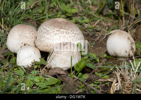 Reife Feld Pilz auf der Wiese, Agaricus campestris Stockfoto