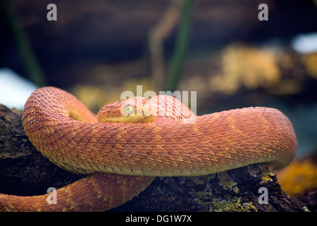 Grünen Busch Viper, Atheris Squamigera Stockfoto