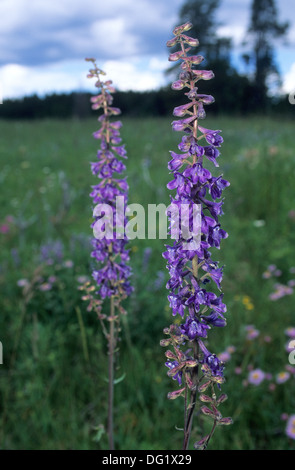 Elk265-1972v Wyoming, Yellowstone-Nationalpark, Wildblumen, Rittersporn Stockfoto
