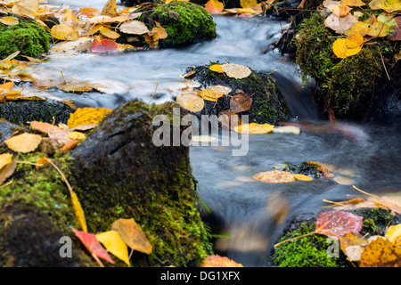 Kleine Strom-Strömung zwischen bemoosten Felsen zum See Stockfoto