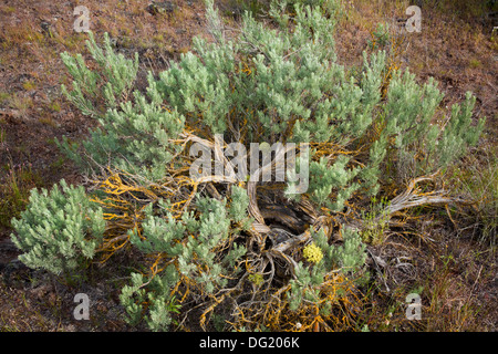 WASHINGTON - ein Salbei Pinsel gefüllten Becken entlang auf dem Dusty Lake Trail im Quincy Wildlife Recreation Area. Stockfoto