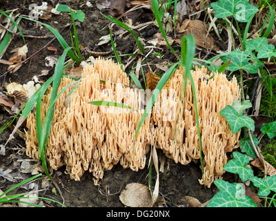 Ramaria Stricta (strenge Verzweigung Korallen) Pilze im Herbst Wurf Stockfoto