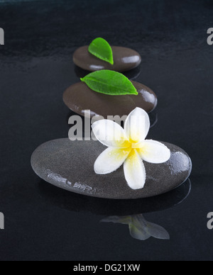 Zen Steinen mit Frangipani-Blüten auf schwarzem Hintergrund Stockfoto