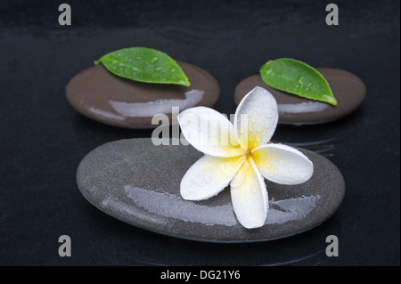 Zen Steinen mit Frangipani-Blüten auf schwarzem Hintergrund Stockfoto