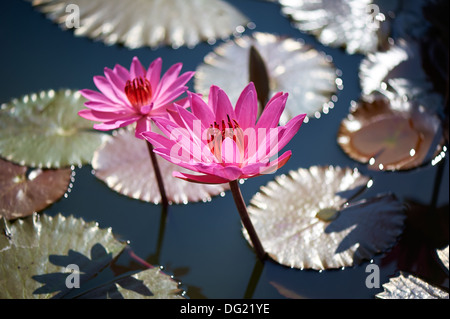Nahaufnahme von Lotus-Blume-Seerosen Stockfoto