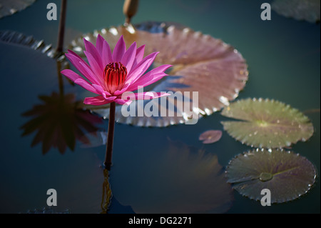 Wasser-lilly Stockfoto