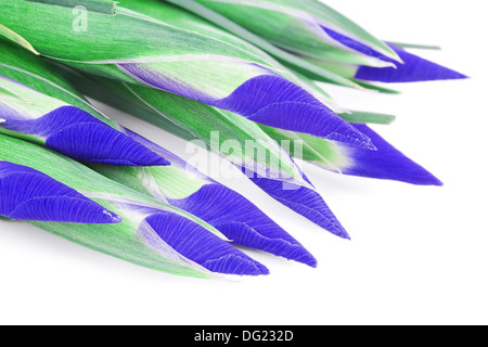 Schöne blaue Iris Knospen isolierten auf weißen Hintergrund. Stockfoto