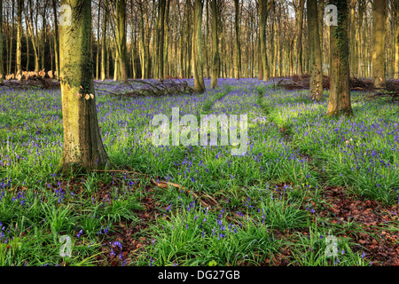 Schienen durch Bluebell Holz, untere Oldfield Wäldchen, Angmering Park, West Sussex Stockfoto