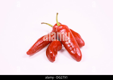 Capsicum Annum "Serenade". Rote Chilischoten auf weißem Hintergrund. Stockfoto