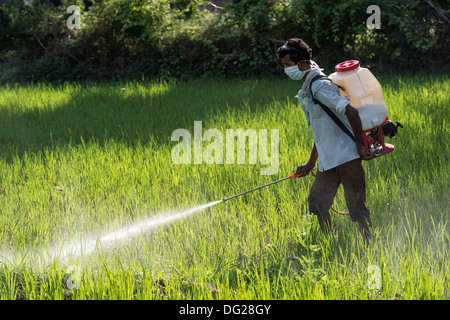 Indischer Mann eine Reisernte mit Pestiziden sprühen. Andhra Pradesh, Indien Stockfoto