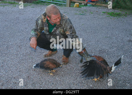 Ein falkner Ausbildung Harris Hawks (parabuteo unicinctus) Stockfoto