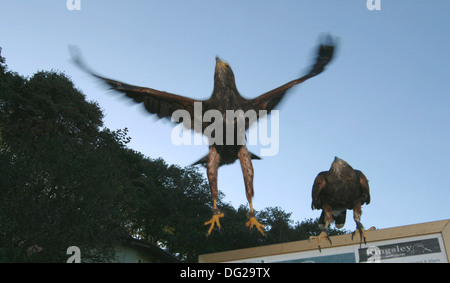 Ein paar unverlierbare Harris Hawks (parabuteo unicinctus) Stockfoto