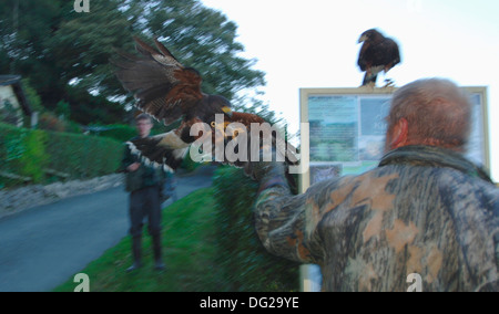 Falkner flying Harris Hawks.. (parabuteo unicinctus) Stockfoto