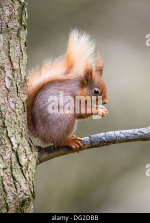 Eichhörnchen (Sciurus Vulgaris) saß auf Ast im Wald Einstellung. Yorkshire Dales, North Yorkshire, Großbritannien Stockfoto